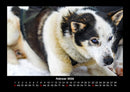 Hundezauber Fotokalender 2026 - 2