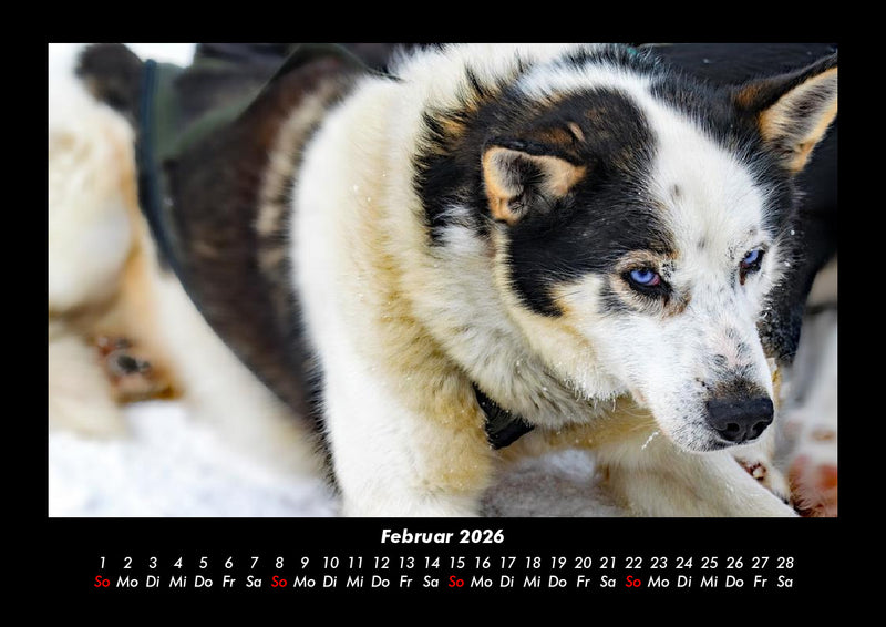 Hundezauber Fotokalender 2026 - 2