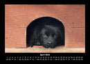 Hundezauber Fotokalender 2026 - 4