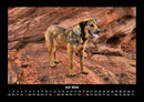 Hundezauber Fotokalender 2026 - 7