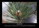 Bäume Fotokalender 2026 - 2