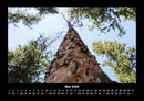 Bäume Fotokalender 2026 - 5