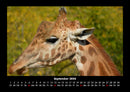 Giraffen Fotokalender 2026 - 9