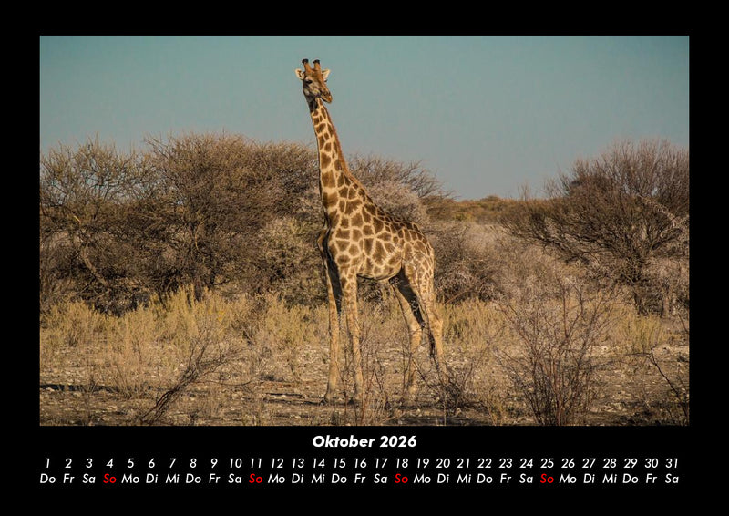 Giraffen Fotokalender 2026 - 10