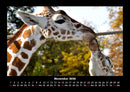 Giraffen Fotokalender 2026 - 11