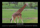 Giraffen Fotokalender 2026 - 12