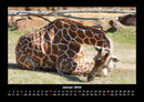 Giraffen Fotokalender 2026 - 1