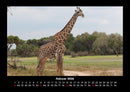 Giraffen Fotokalender 2026 - 2