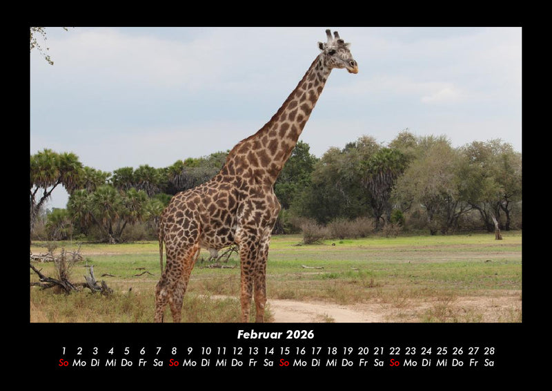 Giraffen Fotokalender 2026 - 2