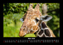 Giraffen Fotokalender 2026 - 3