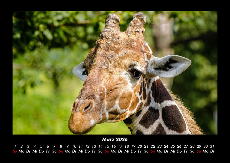 Giraffen Fotokalender 2026 - 3