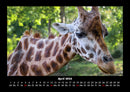 Giraffen Fotokalender 2026 - 4