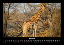 Giraffen Fotokalender 2026 - 5