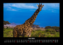 Giraffen Fotokalender 2026 - 6