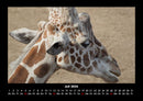 Giraffen Fotokalender 2026 - 7