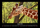 Giraffen Fotokalender 2026 - 8