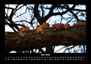 Bilder der Natur Fotokalender 2026 - 5