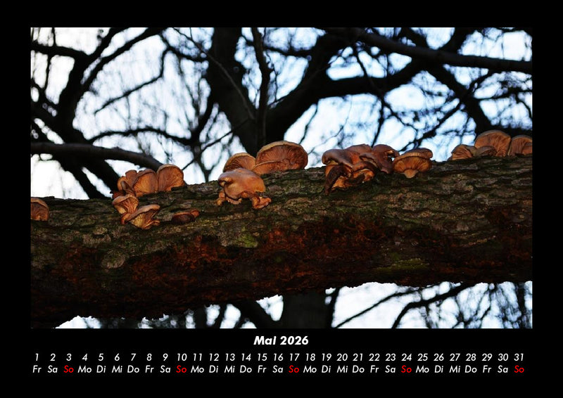 Bilder der Natur Fotokalender 2026 - 5