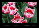 Pflanzen und Blüten Fotokalender 2026 - 9