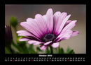 Pflanzen und Blüten Fotokalender 2026 - 10