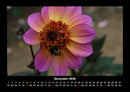 Pflanzen und Blüten Fotokalender 2026 - 12