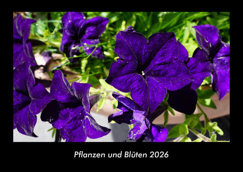 Pflanzen und Blüten Fotokalender 2026 - Hauptbild