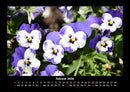 Pflanzen und Blüten Fotokalender 2026 - 2