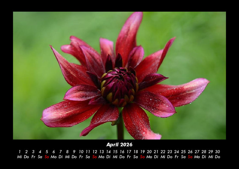 Pflanzen und Blüten Fotokalender 2026 - 4