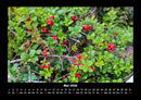 Pflanzen und Blüten Fotokalender 2026 - 5
