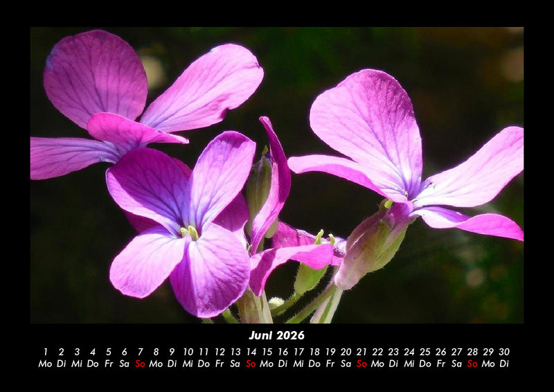 Pflanzen und Blüten Fotokalender 2026 - 6