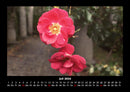 Pflanzen und Blüten Fotokalender 2026 - 7