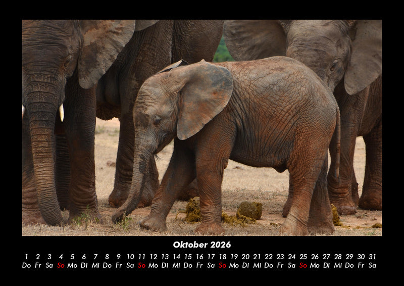 Der Tierkalender Fotokalender 2026 - 10