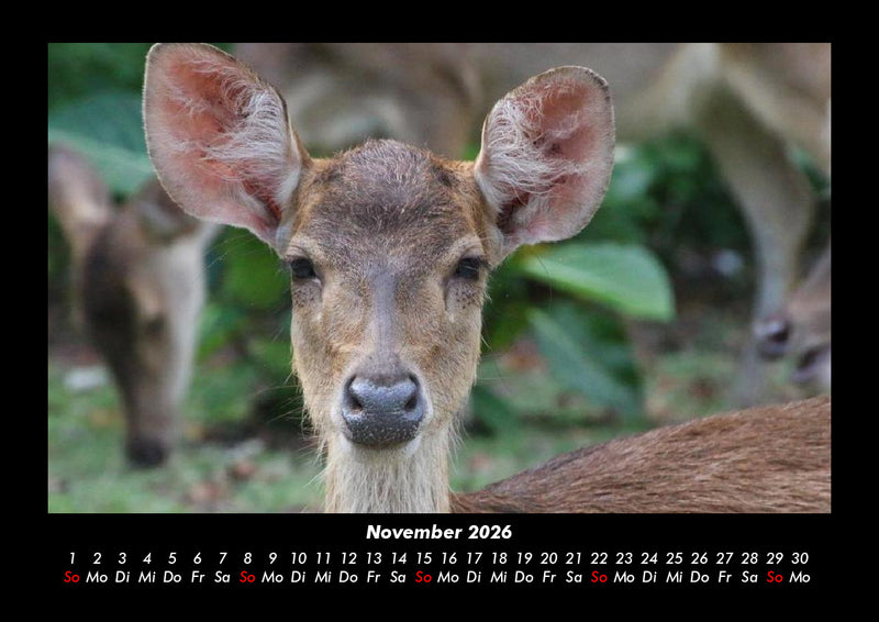 Der Tierkalender Fotokalender 2026 - 11