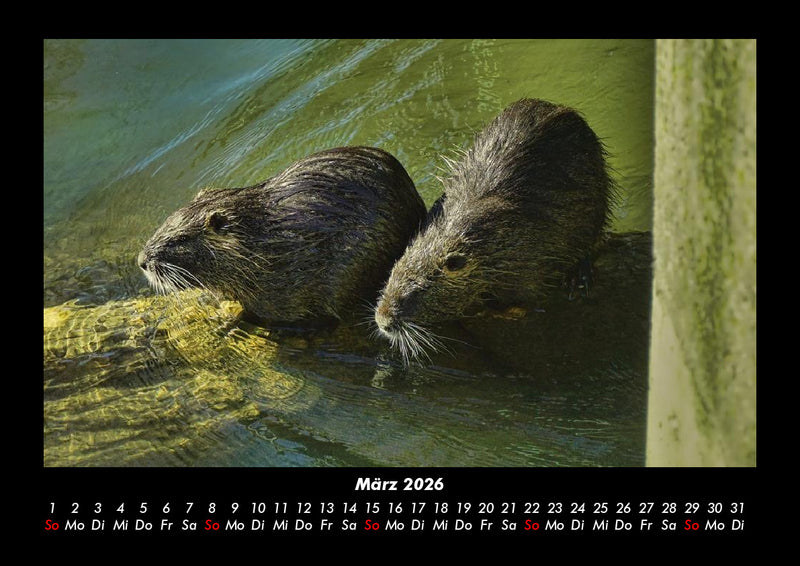 Der Tierkalender Fotokalender 2026 - 3