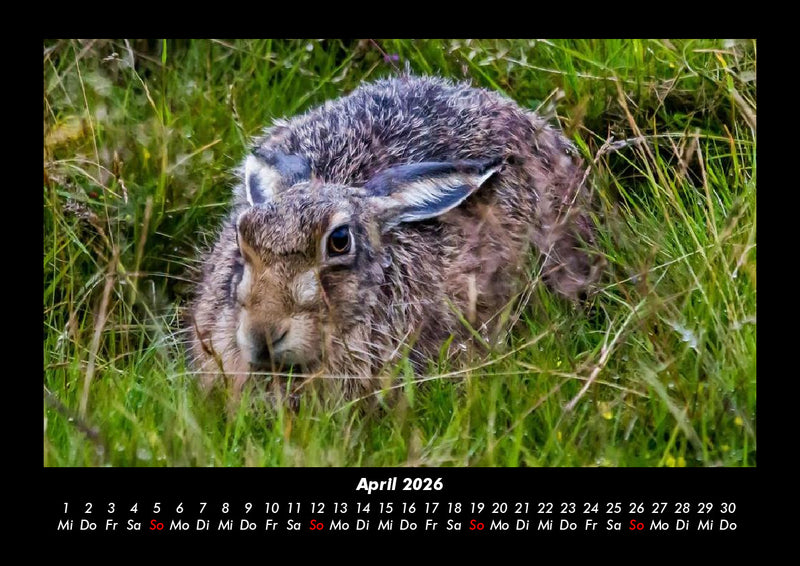 Der Tierkalender Fotokalender 2026 - 4