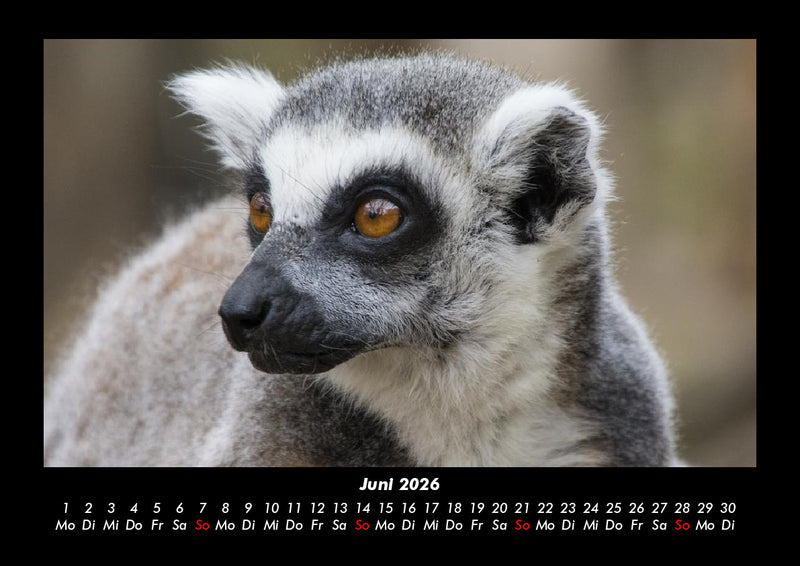 Der Tierkalender Fotokalender 2026 - 6