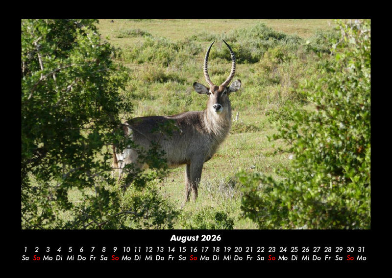 Der Tierkalender Fotokalender 2026 - 8