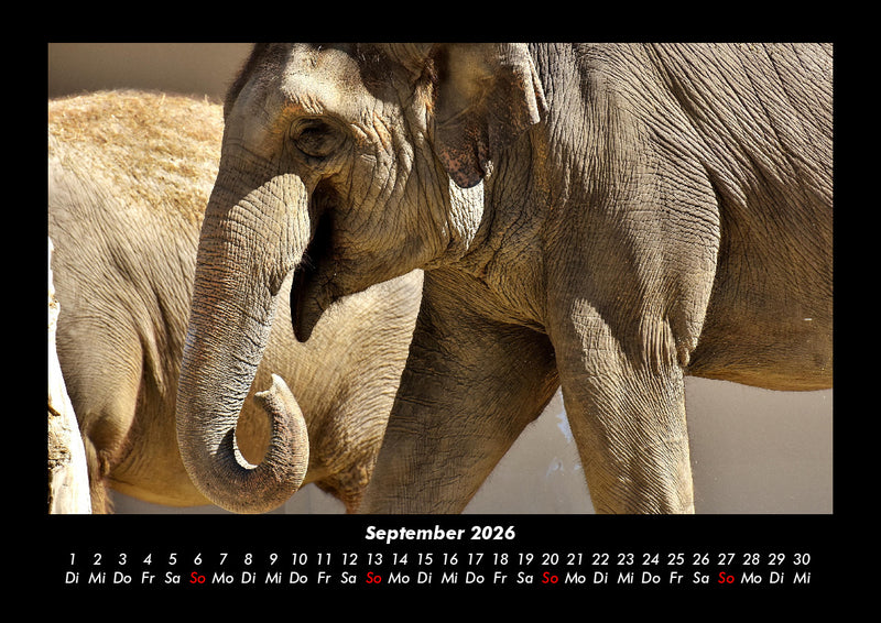 Der Elefantenkalender Fotokalender 2026 - 9