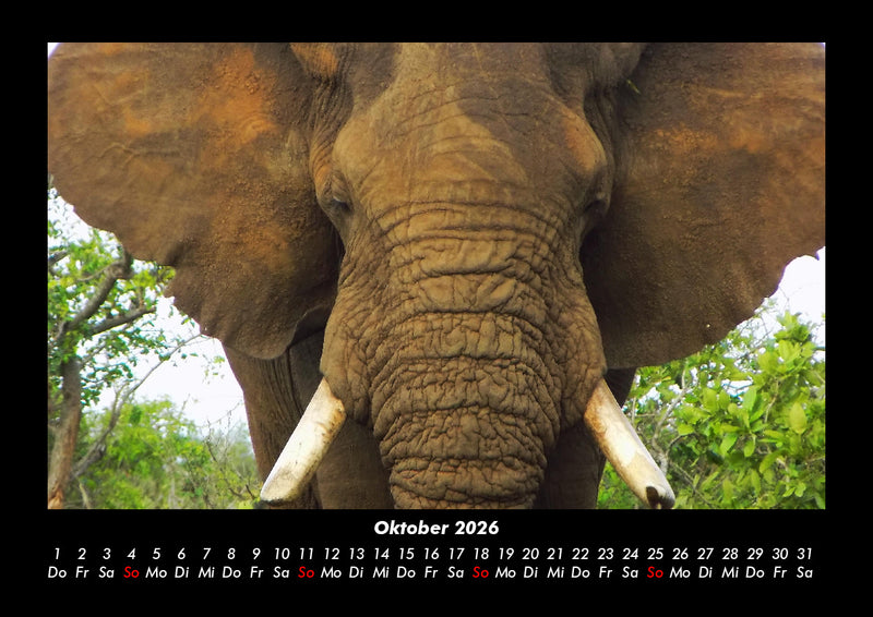 Der Elefantenkalender Fotokalender 2026 - 10