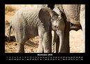 Der Elefantenkalender Fotokalender 2026 - 11