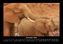 Der Elefantenkalender Fotokalender 2026 - 12