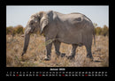 Der Elefantenkalender Fotokalender 2026 - 1