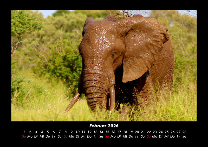 Der Elefantenkalender Fotokalender 2026 - 2