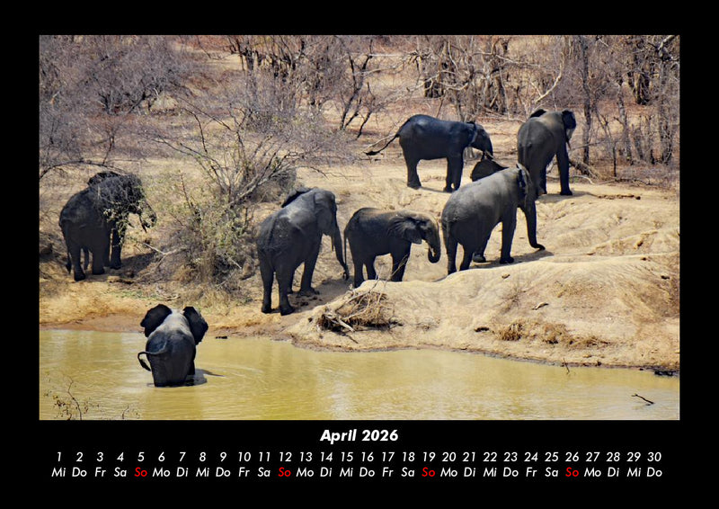Der Elefantenkalender Fotokalender 2026 - 4
