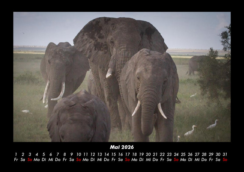 Der Elefantenkalender Fotokalender 2026 - 5