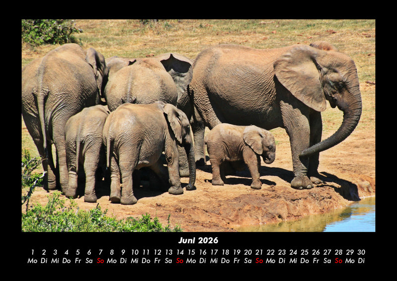 Der Elefantenkalender Fotokalender 2026 - 6