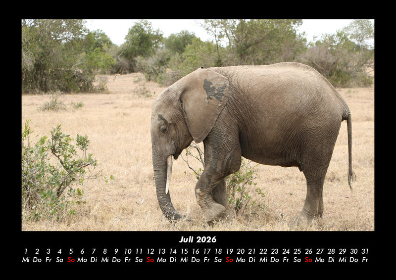 Der Elefantenkalender Fotokalender 2026 - 7