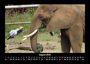 Der Elefantenkalender Fotokalender 2026 - 8