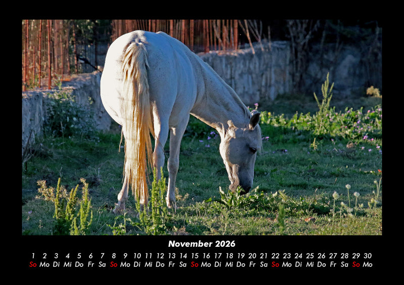 Die Welt der Pferde Fotokalender 2026 - 11