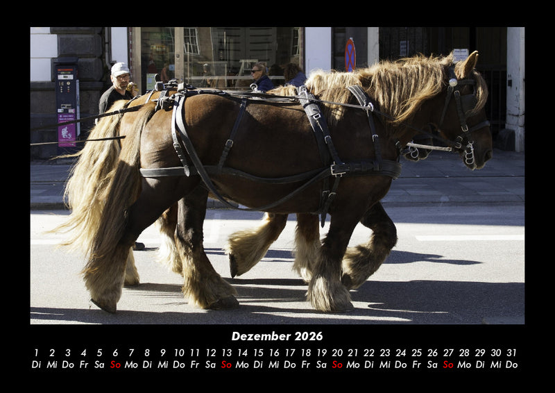 Die Welt der Pferde Fotokalender 2026 - 12